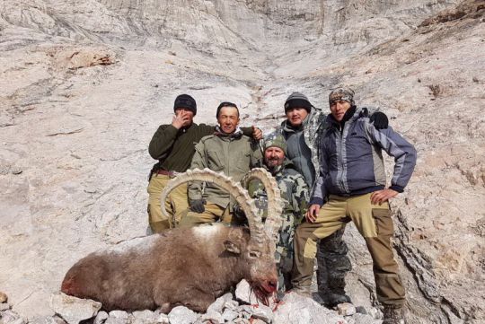 Hunting to Siberian ibex
