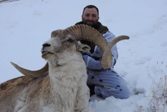 Охота на Марко Поло в Киргизии