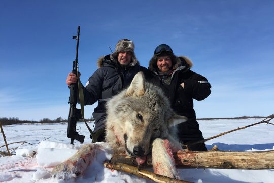 Hunting to polar wolf Chukotka