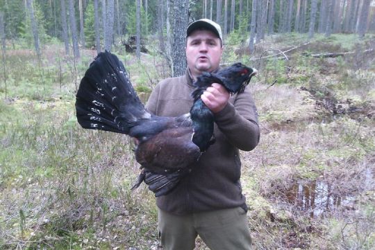 Hunting to capercaillie in Russia