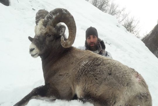 Охота на снежного барана в России