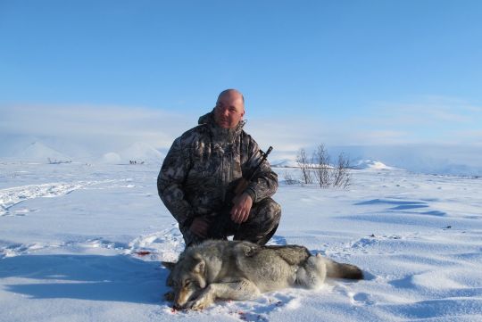 Охота на волка на Чукотке