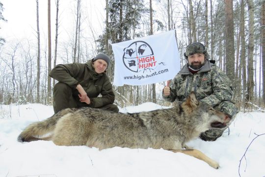Hunting to wolf in Russia