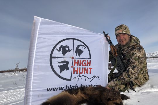 Hunting to wolverine in Russia