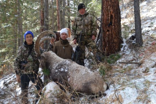 Hunting to ibex in Russia
