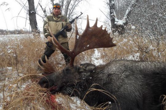 Hunting to big moose in Russia