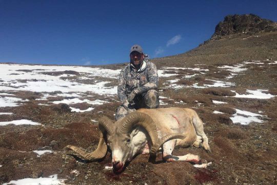 Hunting to Marco Polo sheep