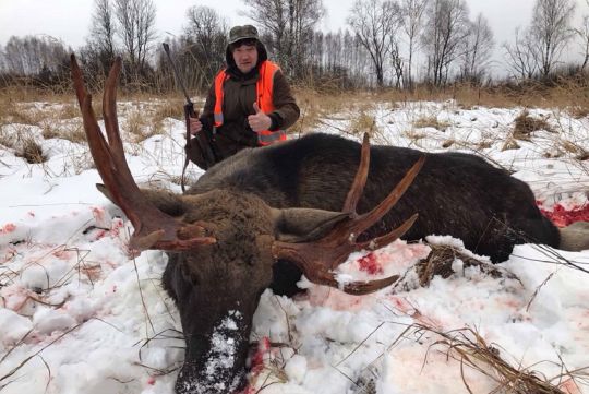 Hunting to moose in Russia
