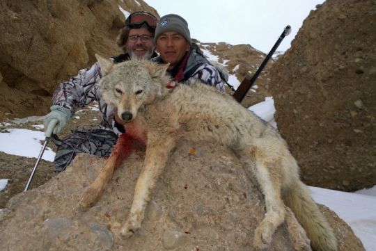 Hunting to wolf in Kyrgyzstan