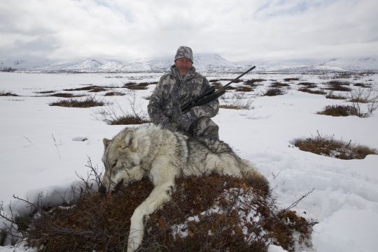 Hunting to wolf in Russia