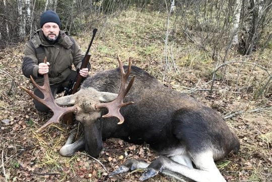 Hunting to moose in Russia