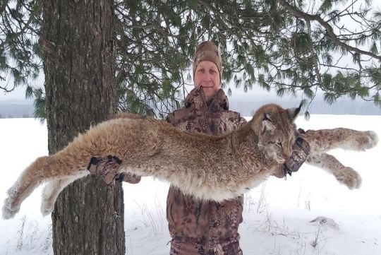 Hunting to lynx in Russia